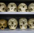 Estudos de evolução humana na USP estão ameaçados de extinção