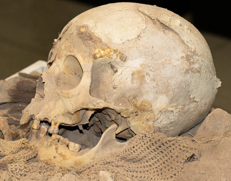 Crânio da Múmia Acauã. Foto: Michael Marques